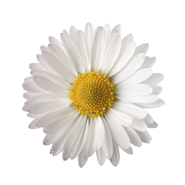 Daisy Daisy