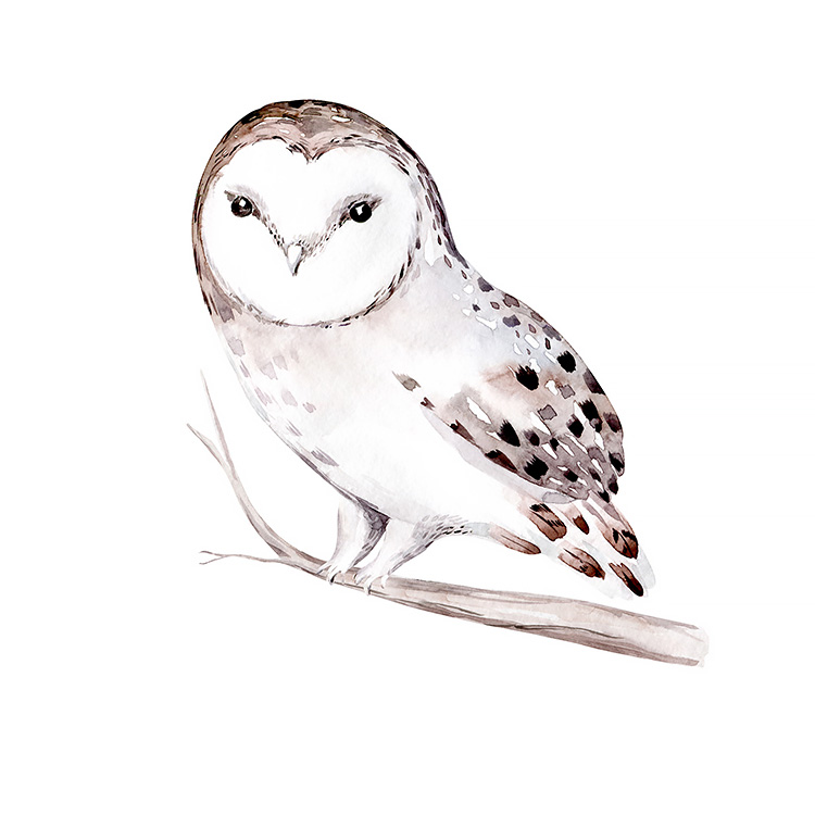 Winter Owl Winter Owl