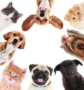 Tiere