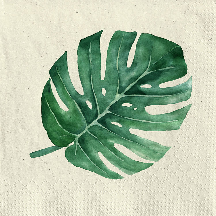 monstera monstera