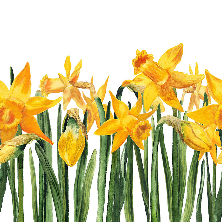 bright daffodils bright daffodils
