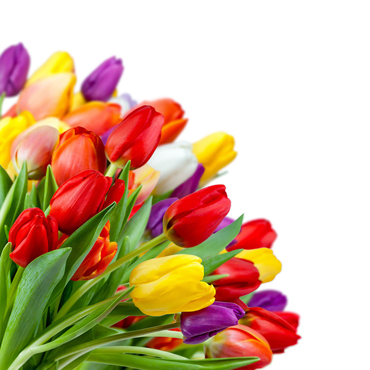 tulip dream tulip dream