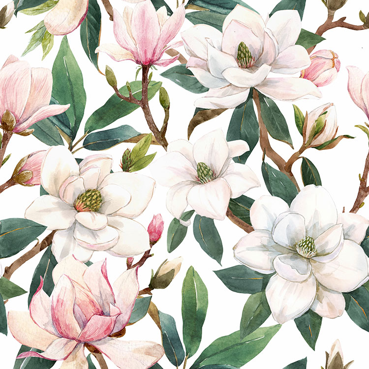 magnolia magnolia