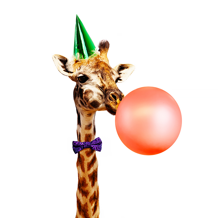 birthday giraffe birthday giraffe